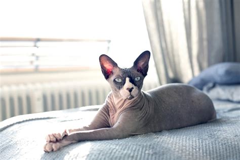 Are Hairless Cats Oily